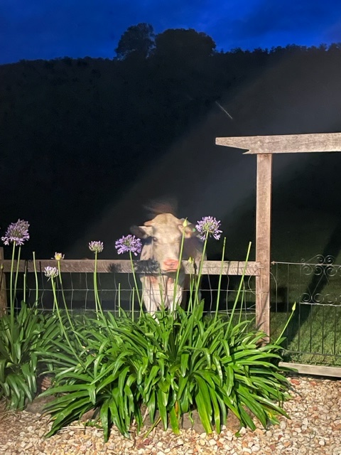 Phot competiton 2023 a cow at night with the head framed by purple flowers growing in the garden
