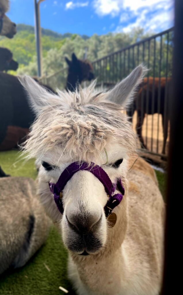 Alpacas sitting down in their enclosure, each is wearing a harness around their head for attaching walking lead to.