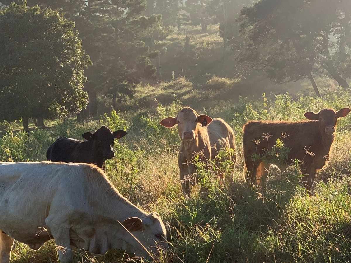 Four cattle standing in long green grass with morning fog and trees behind them at Country Mile Escape